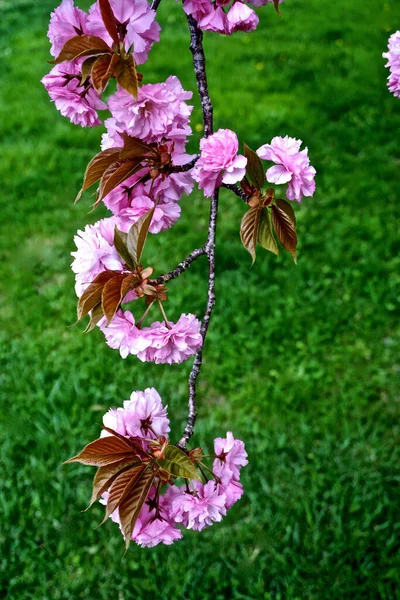 Las Flores Cerezo Comúnmente Conocidas Japón Como Sakura Son Flor — Foto de Stock
