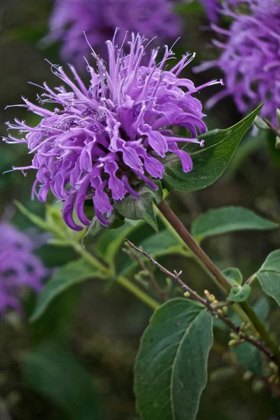 Bellissimo Fiore Selvatico Viola Sedona Arizona — Foto Stock