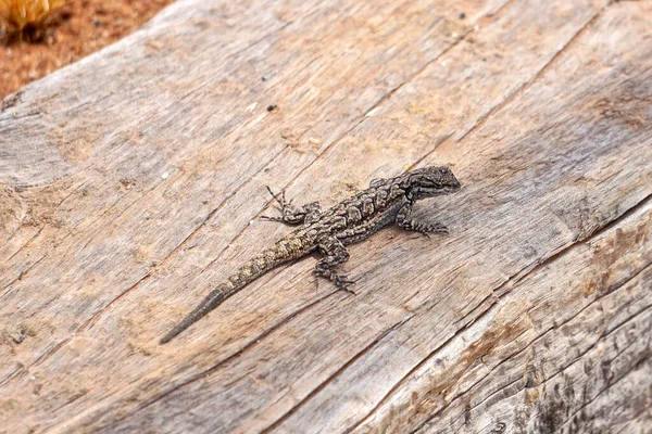 Süslü ağaç kertenkelesi (Urosaurus ornatus), tahtadan bir arka planda Arizona 'ya özgü..