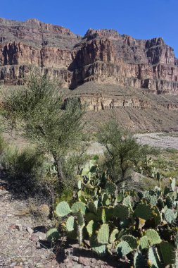 Peach Springs, Arizona: Portakal çiçeği tomurcuklarıyla kaktüs, Diamond Creek Yolu boyunca, Peach Springs Kanyonu, Arizona.