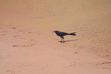 Peach Springs, Arizona: Amerikan kargası (Corvus brachyrhynchos) Colorado Nehri 'nin kumlu kıyısında.