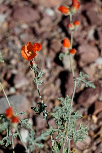 Peach Springs Arizona Fiori Campo Rossi Che Crescono Dalle Rocce — Foto Stock