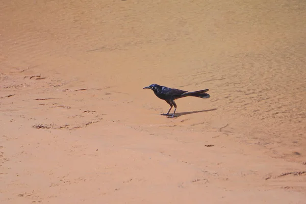 アリゾナ州ピーチスプリングス コロラド川の砂州岸にあるアメリカカラス Corvus Brachynchos — ストック写真