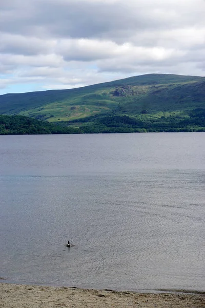Luss Escocia Mallardo Solitario Nada Desde Orilla Hacia Loch Lomond — Foto de Stock