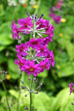 Magenta Candelabra Primrose (Primula bulleyana) çiçekleri fırıldak şeklindedir.