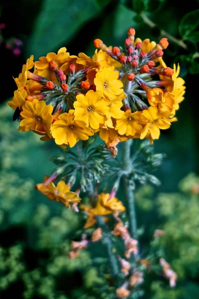 Žluté Květy Svícnu Primrose Primula Bulleyana Tvoří Tvar Větrníku — Stock fotografie