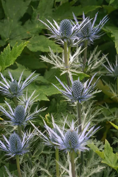 Primo Piano Dei Grappoli Cardo Viola Onopordum Acanthium Emblema Floreale — Foto Stock