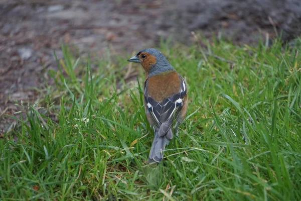 Glen Affric National Nature Reserve Schottland Großbritannien Ein Buchfink Fringilla — Stockfoto