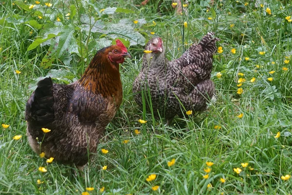 Beauly Scotland Scots Grey Cock Hen Field Yellow Wildflowers Scots — Stock Photo, Image