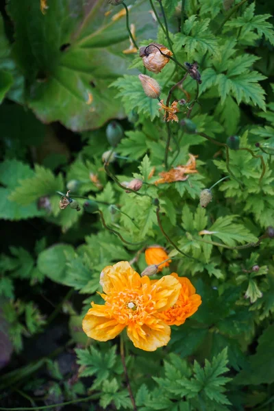 Oranžový Měsíček Calendula Officinalis Také Nazývaný Marigold Marigold Kormidla Marigold — Stock fotografie