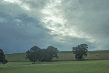İskoçya 'nın batı kıyısında, tepesinde fırtına bulutları yükselen bir tarlada ağaçlar..