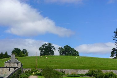 Blair Athol, İskoçya: İskoçya 'da 13. yüzyıldan kalma İskoç İskoçya kalesi olan Blair Kalesi' nin yamacında, açık mavi bir gökyüzünün altında otlayan koyunlar.