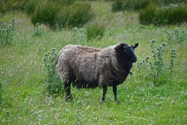 Mellon Udrigle 스코틀랜드 Shetland Sheep Farm Scotland 양모는 무어인의 갈색이다 — 스톡 사진