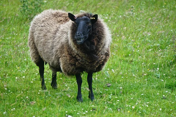 Mellon Udrigle Schottland Großbritannien Shetlandschafe Auf Einer Farm Der Westküste — Stockfoto