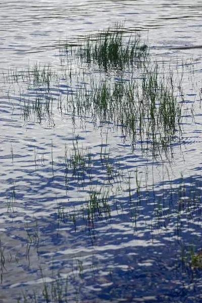 Grashalme Und Ihre Spiegelungen Ergeben Interessante Muster Plätschernden Wasser Rande — Stockfoto