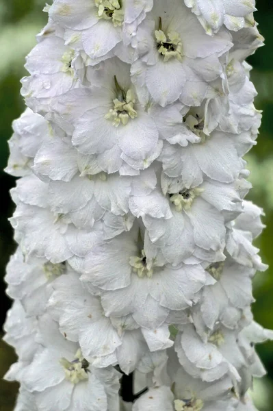 Närbild Ett Stort Kluster Vackra Rena Vita Delphinium Blommor Visas — Stockfoto