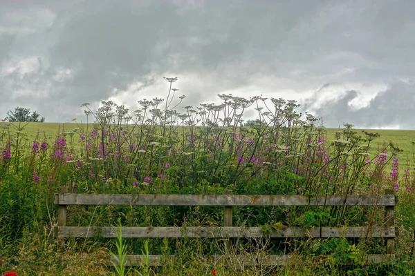 Fiori Campo Rosa Bianchi Dietro Una Rustica Recinzione Legno Con — Foto Stock