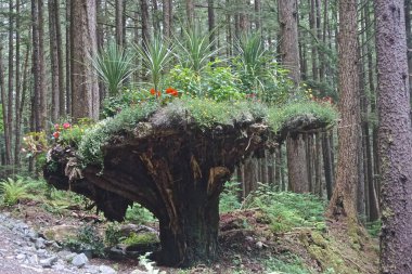 Juneau, Alaska, ABD: Buzul Bahçeleri, Tongass Ulusal Ormanı 'nda bir yağmur ormanı botanik bahçesi. Ters dönmüş ağaç gövdeleri çok çeşitli renkli çiçeklere çiçek olarak hizmet verir..