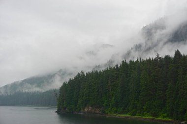 Alaska, Hoonah: Yalnız bir çam ağacı, sisli bir sabah, Alaska 'nın Hoonah yakınlarındaki Icy Boğazı' nda uçurumun kenarındaki bir uçurumun kenarına dayanır..