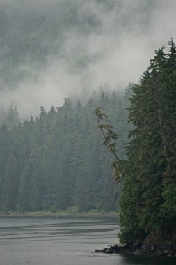 Alaska, Hoonah: Yalnız bir çam ağacı, sisli bir sabah, Alaska 'nın Hoonah yakınlarındaki Icy Boğazı' nda uçurumun kenarındaki bir uçurumun kenarına dayanır..
