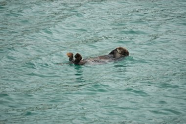 Homer Spit, Alaska: Su samuru (Enhydra lutris) -- Kuzey Pasifik kıyılarında yaşayan tamamen su samuru -- Kachemak Körfezi 'nde huzur içinde uyuyor..
