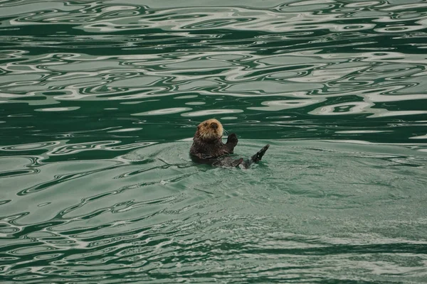 Homer Alaska Uma Lontra Mar Enhydra Lutris Desfrutando Mergulho Nas — Fotografia de Stock