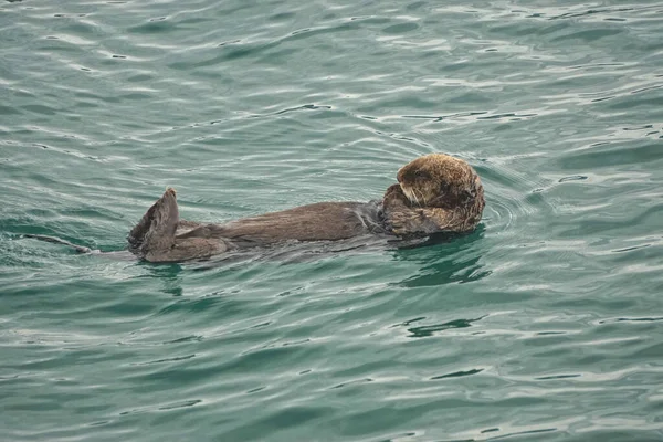 알래스카의 추크만 Sea Otter Enhydra Lutris 태평양 연안의 떠다닌다 — 스톡 사진