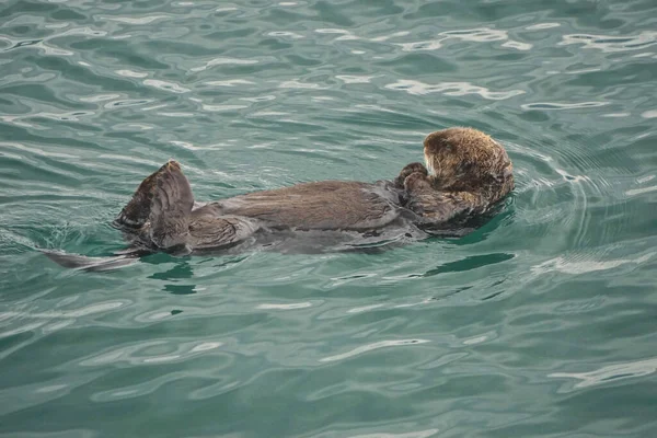 알래스카의 추크만 Sea Otter Enhydra Lutris 태평양 연안의 떠다닌다 — 스톡 사진