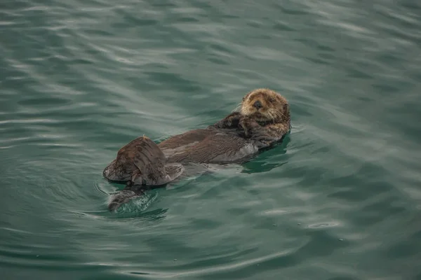 알래스카의 추크만 Sea Otter Enhydra Lutris 태평양 연안의 떠다닌다 — 스톡 사진