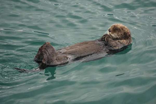 알래스카의 추크만 Sea Otter Enhydra Lutris 태평양 연안의 떠다닌다 — 스톡 사진