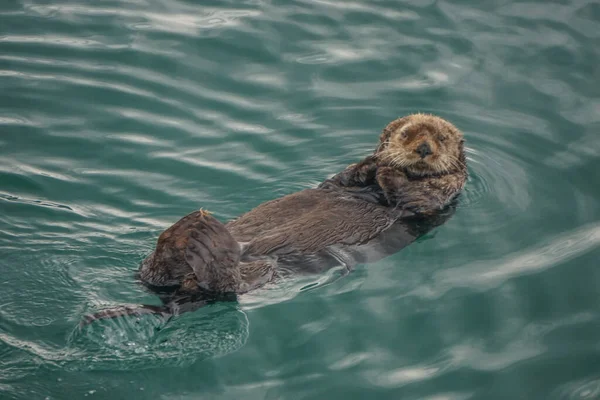 Kachemak Bay Alaska Usa Sea Otter Enhydra Lutris Entirely Aquatic — Stock Photo, Image