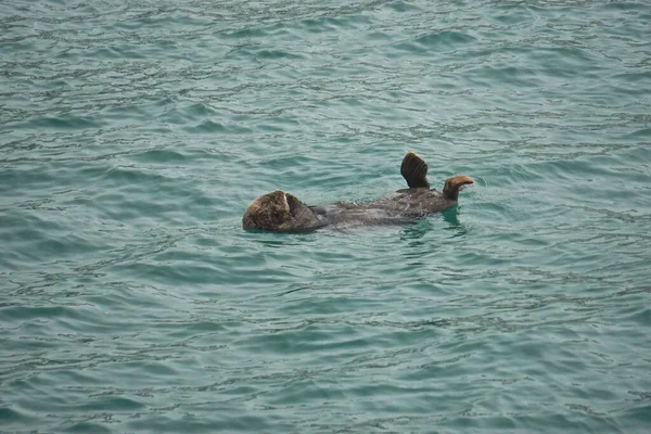 Homer Spit Аляска Морская Выдра Enhydra Lutris Полностью Водная Морская — стоковое фото