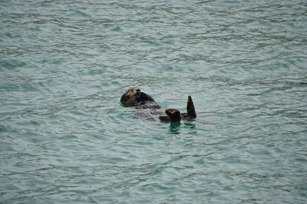 Homer Spit Alaska Nutria Marina Enhydra Lutris Una Nutria Marina — Foto de Stock