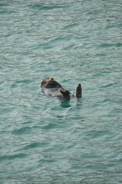 Homer Spit Alasca Lontra Marinha Enhydra Lutris Uma Lontra Marinha — Fotografia de Stock