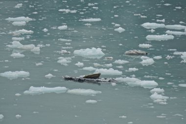 Hüsran Körfezi, Alaska, ABD: Hubbard Buzulu 'ndan kopmuş bir buzdağının üzerinde duran bir fok.
