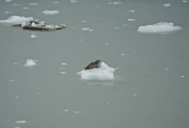 Hüsran Körfezi, Alaska, ABD: Hubbard Buzulu 'ndan kopmuş bir buzdağının üzerinde duran bir fok.