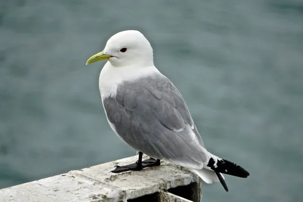 Homer, Alaska, USA: Mew gull (Larus canus) at the pier in Homer, Alaska.