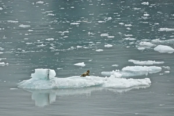 Disenchantment Bay Alaska Usa Seal Resting Iceberg Has Broken Hubbard — Stock Photo, Image