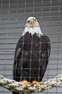 Sitka, Alaska: Alaska Raptor Center 'da kel bir kartal (Haliaeetus leucocephalus).