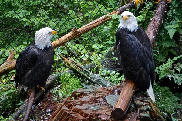 アラスカ州シトカ アラスカ ラプター センターの2羽のハリエトス ロイコセファルス 英語版 — ストック写真