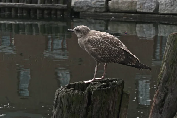 Portland, Maine, USA: A juvenile herring gull (Larus argentatus) on a pier in the harbor of Portland, Maine.