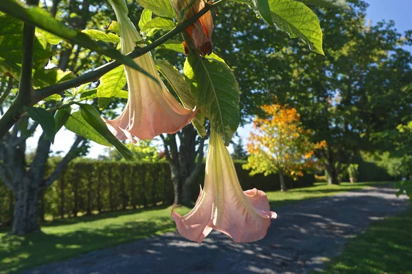 Andrews New Brunswick Kanada Engelstrompete Brugmansia Blumen Die Über Einem — Stockfoto