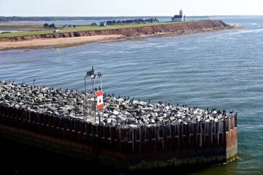 Prens Edward Adası, Kanada: Karabataklar - Phalacrocorax auritus - bir iskelede güneşleniyorlar;.