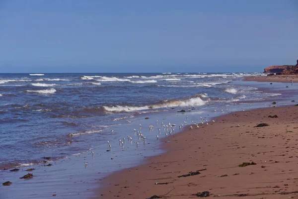 Prince Edward Island Kanada Eine Schar Von Strandläufern Einem Roten — Stockfoto