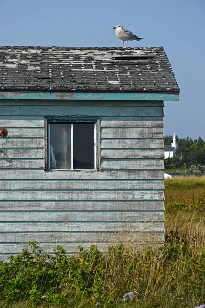 Neils Harbor Cape Breton Nova Scotia Kanada Möwe Thront Auf — Stockfoto