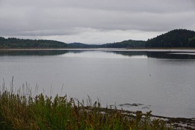 Machais, Maine: Bulutlu bir sonbahar gününde ağaçlar Machais Nehri 'ne yansıdı.