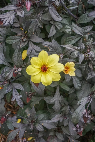 Nahaufnahme Einer Bishop York Dahlia Gelbe Blume Mit Rotem Zentrum — Stockfoto