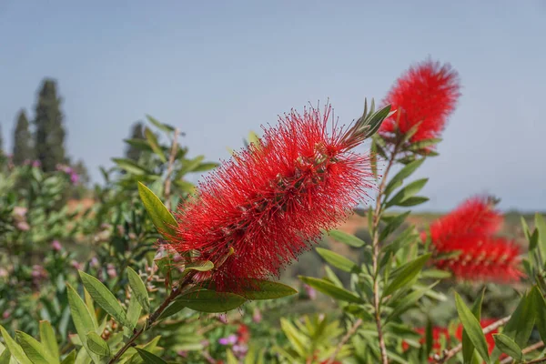 Lakonias Greece Bright Red Bottlebrush Flowers Callistemon Found Growing Peloponnese — Stock Photo, Image