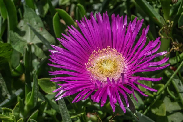 Lakonias Grecia Magenta Aster Flower Trovato Crescita Nella Regione Del — Foto Stock