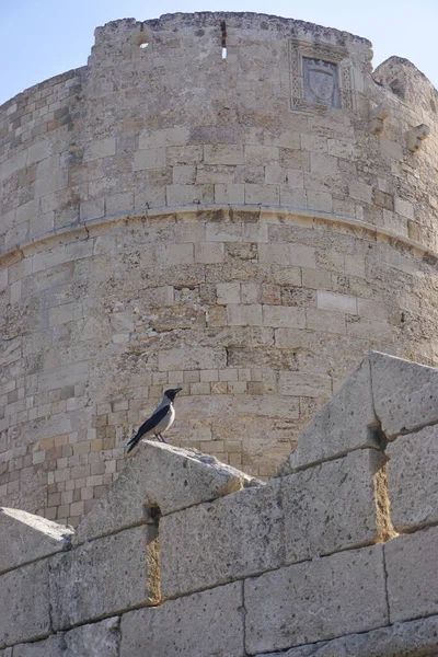 Rhodes Grèce Corneille Capuchon Corvus Cornix Sur Cité Fortifiée Médiévale — Photo